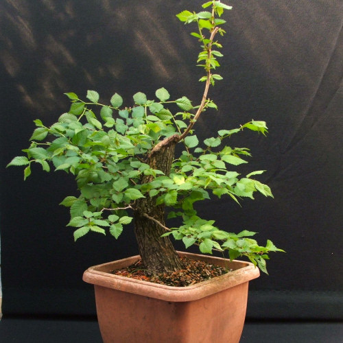 bonsai branches